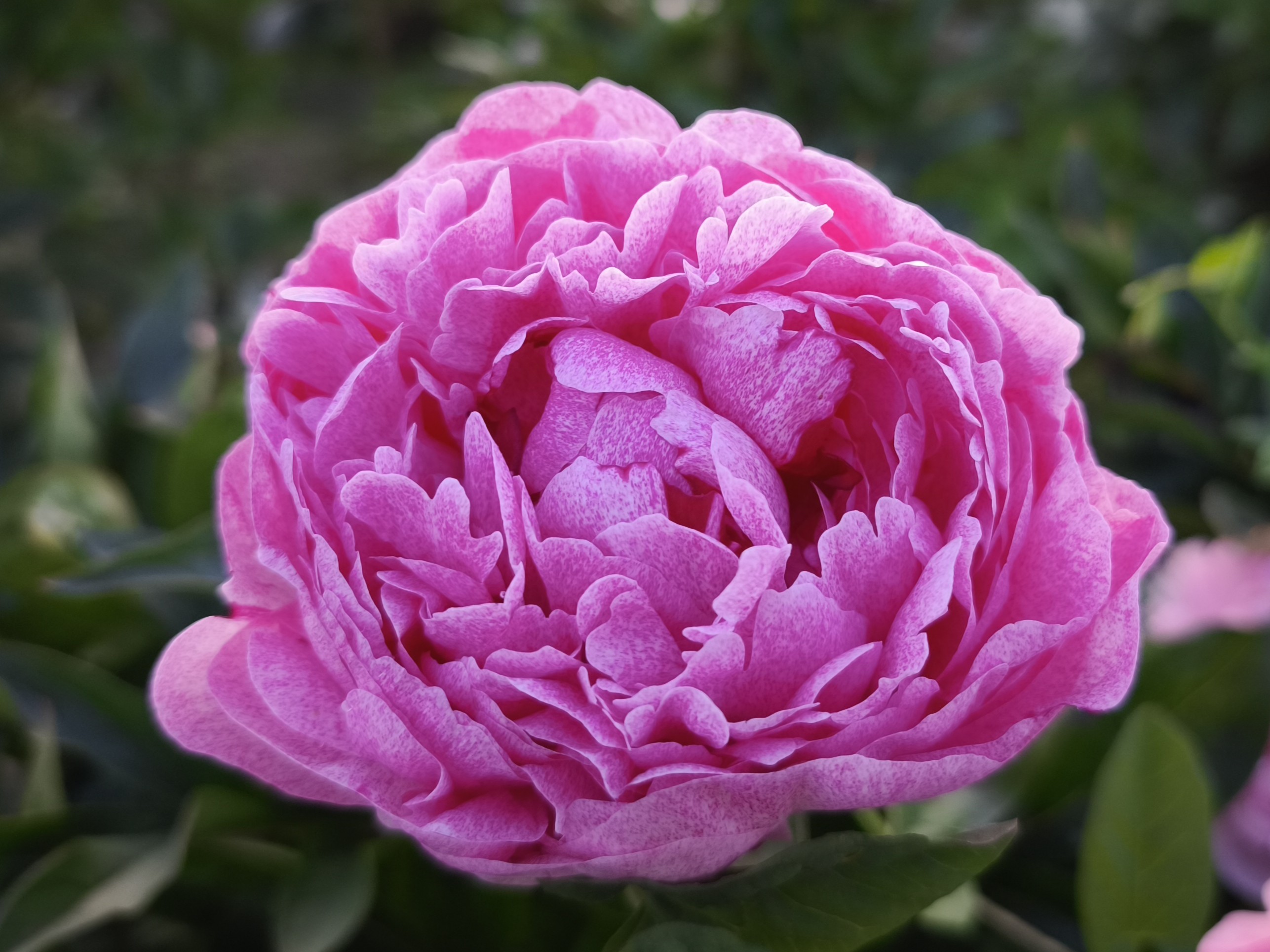 Pietertje Vriend Wagenaar